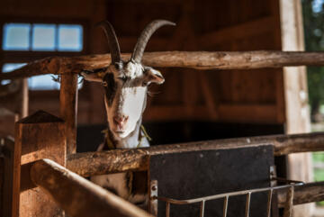 Unsere Ziege Mucki zählt zu den Rassen der Tauernschecken