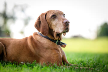 Unser Hofhund Willi - ein Magyar Viszla
