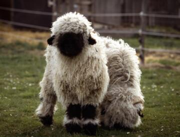 Streichelzoo für Kinder mit Schafe