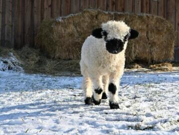 Walliser Schwarznasenlamm im Schnee