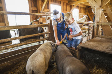 Hängebauchschwein im Streichelzoo