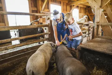 Hängebauchschwein im Streichelzoo