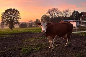 Milchkuh auf der Weide am Moierhof in Bayern