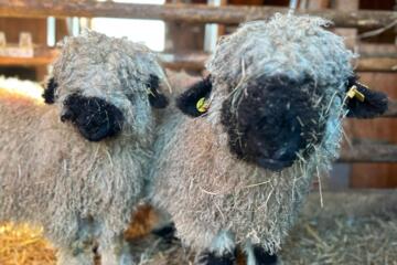 Schafe am Ferienbauernhof